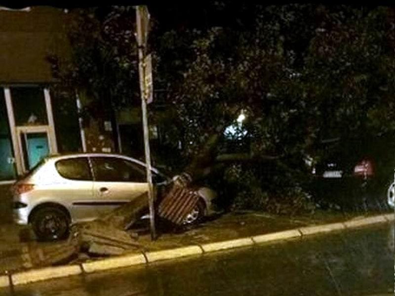 oboreno drvo ispred apoteke