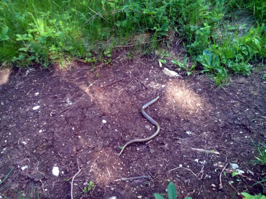Zmija belouska foto Vesna Milic