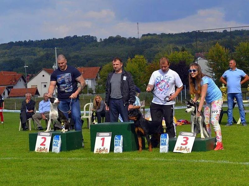 CAC Svrljig Izlozba pasa foto Aleksandar Kostic