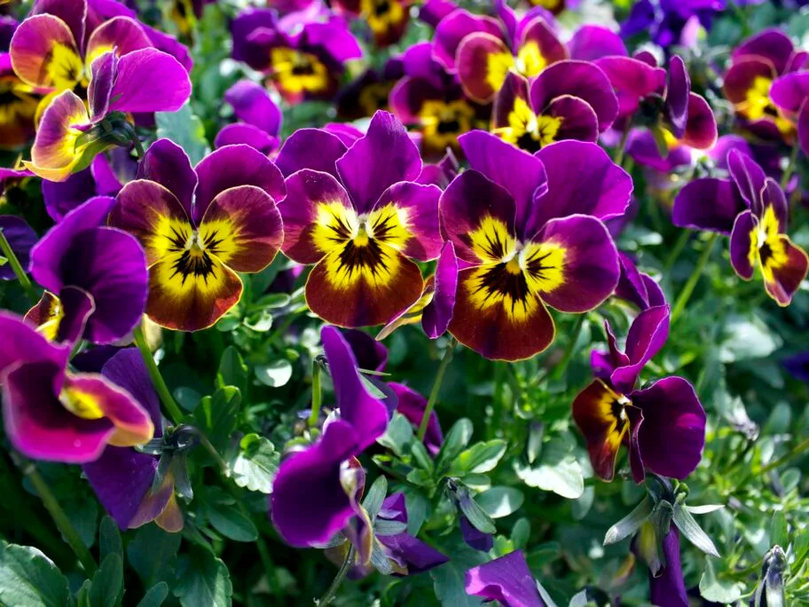 Cvece foto Flickr Patrick Nouhailler