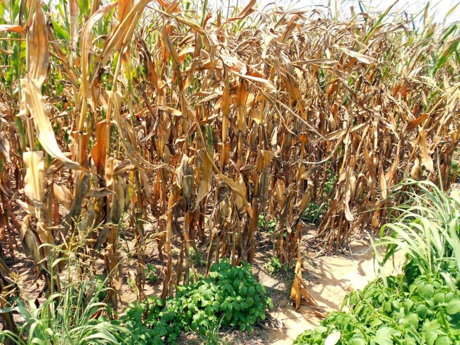 Prinosi kukuruza smanjeni za oko 60 foto flickr CraneStation