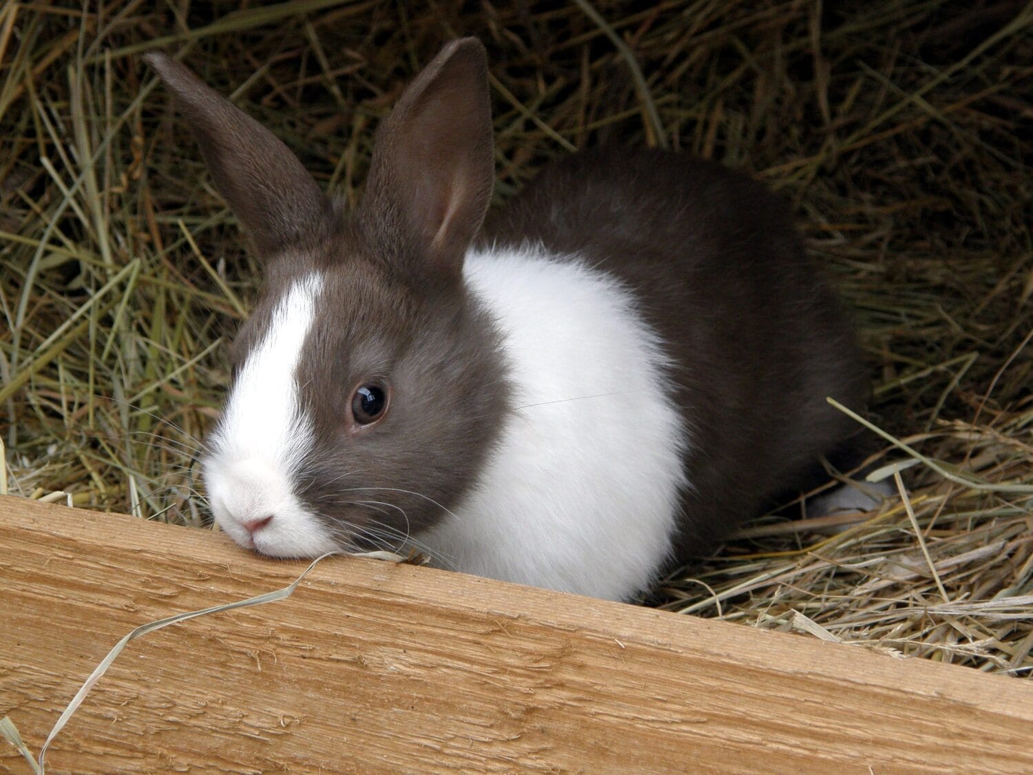 Zec foto flickr Manu scaled