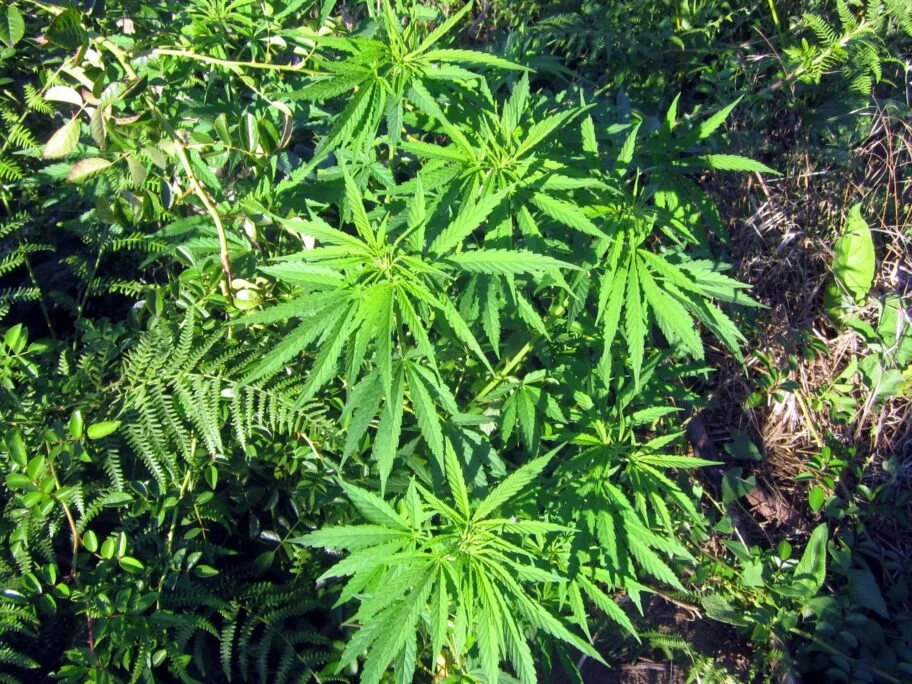 Marihuana foto Flickr MarihuanayMedicina scaled