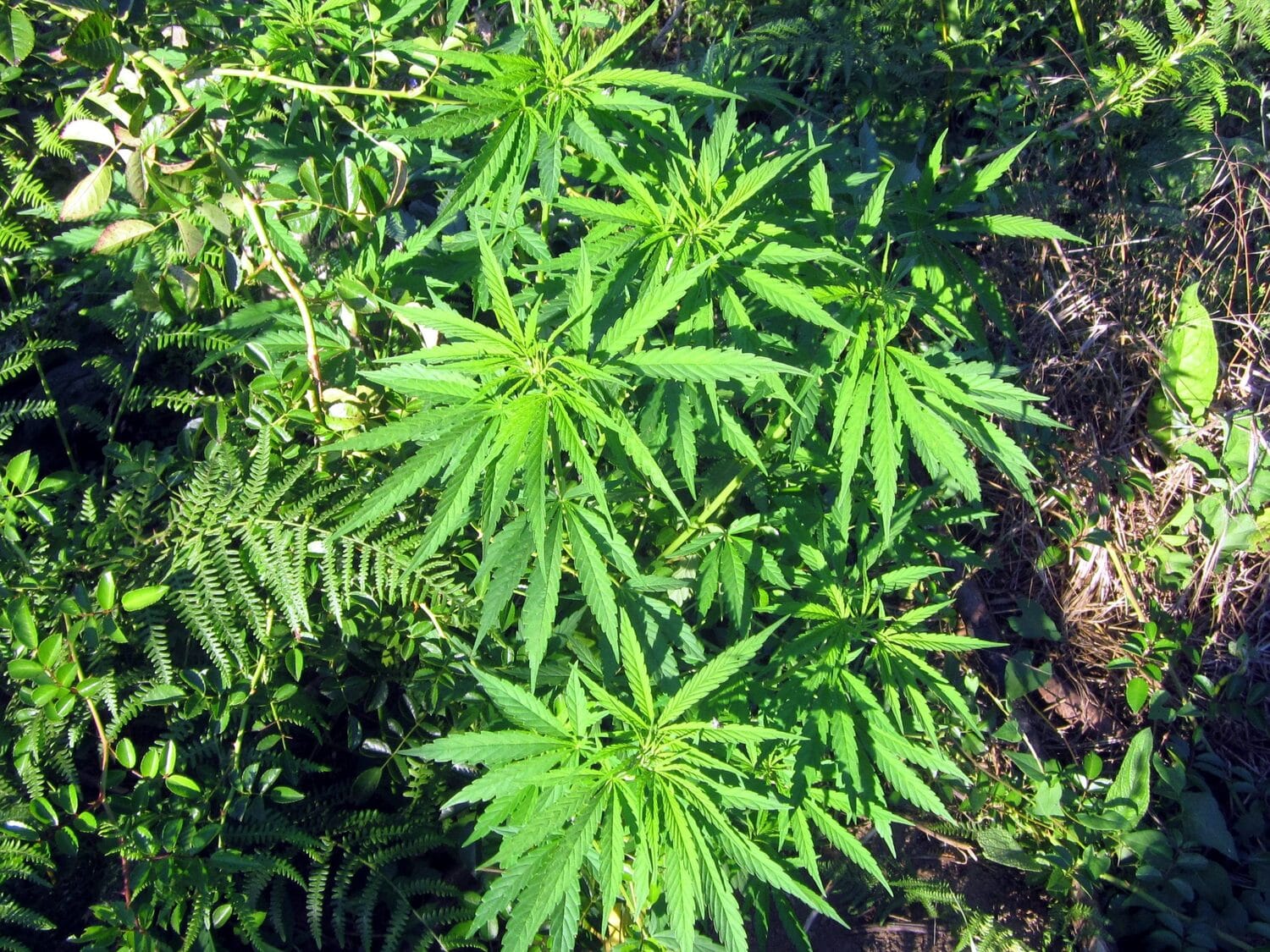 Marihuana foto Flickr MarihuanayMedicina scaled