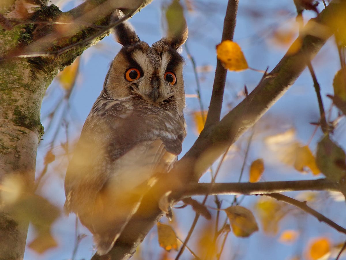 sova utina foto flickr com Bernard Stam