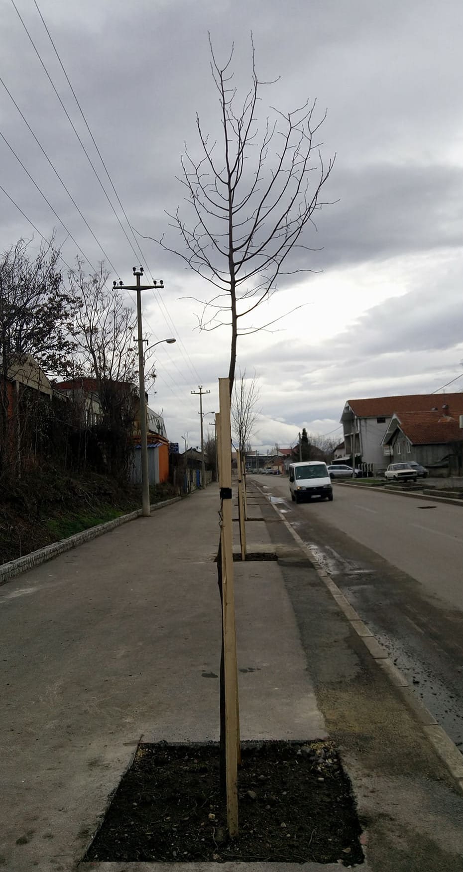 drvored2-sarajevska-foto-a.s.-jv