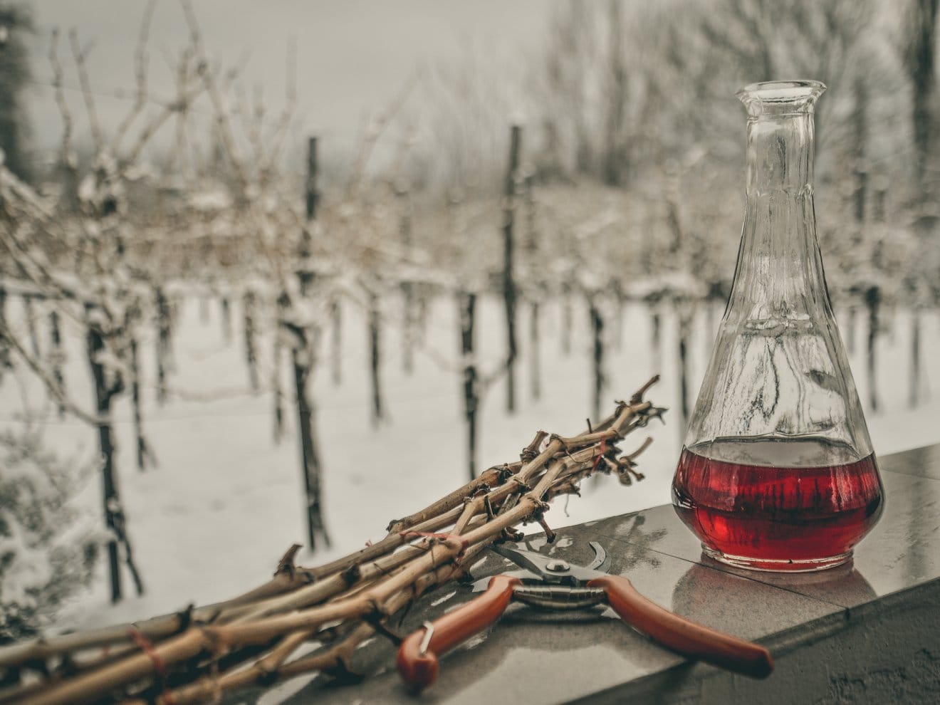 Zarezoja foto Vanja Keser