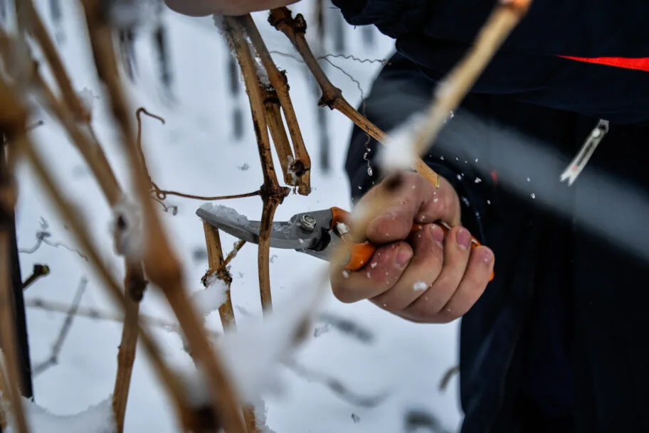 Rezanje cokota foto Vanja Keser
