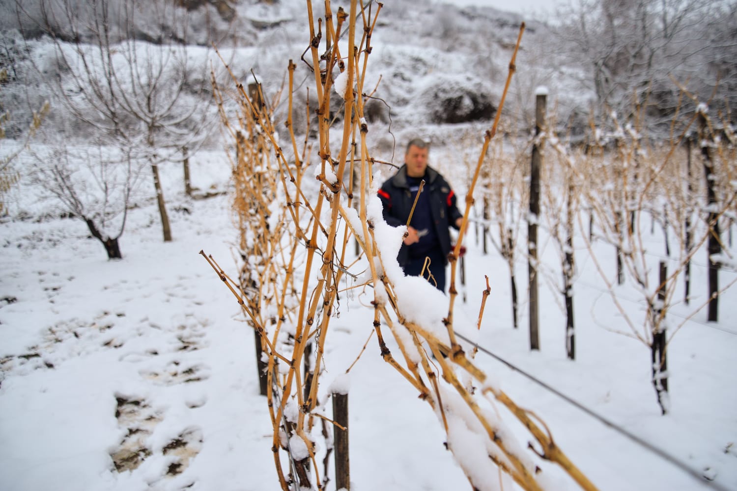Vinograd-Zarezoja-foto-Vanja-Keser