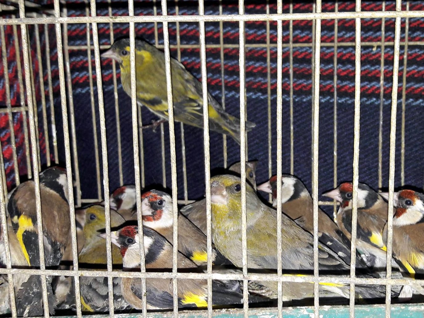 Apel na građane da zaštite ptice pevačice 1 Zaplenjene ptice pevacice foto drustvo za zastitu ptica