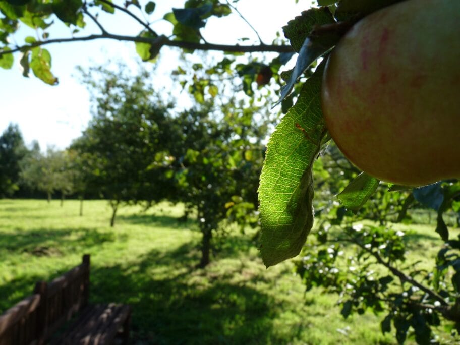 Jabuka februar 2018 foto flickr dlz design