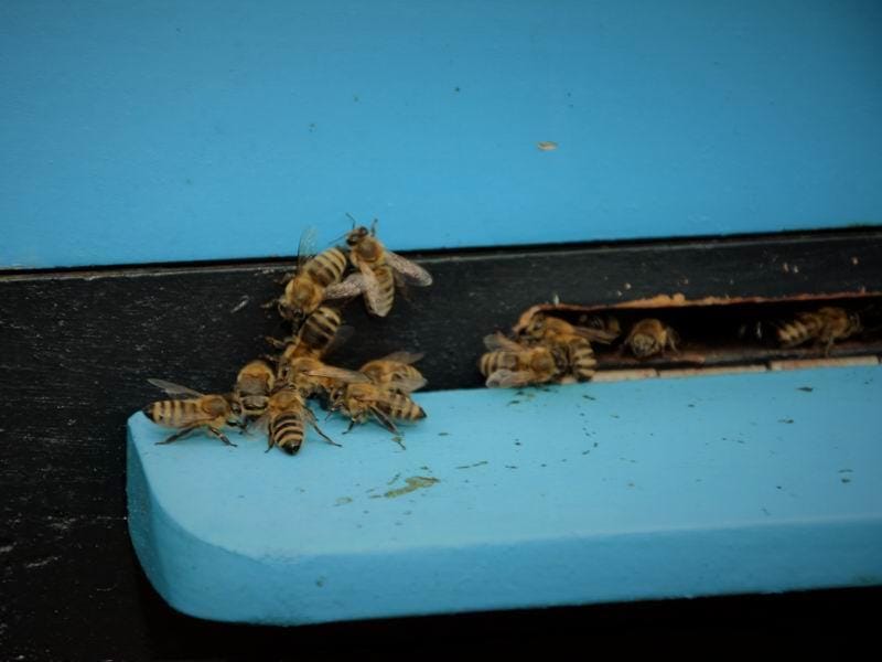 Deklaraciju o zaštiti pčela potpisala i Opština Bosilegrad 17 Pcele foto Aleksandar Kostic