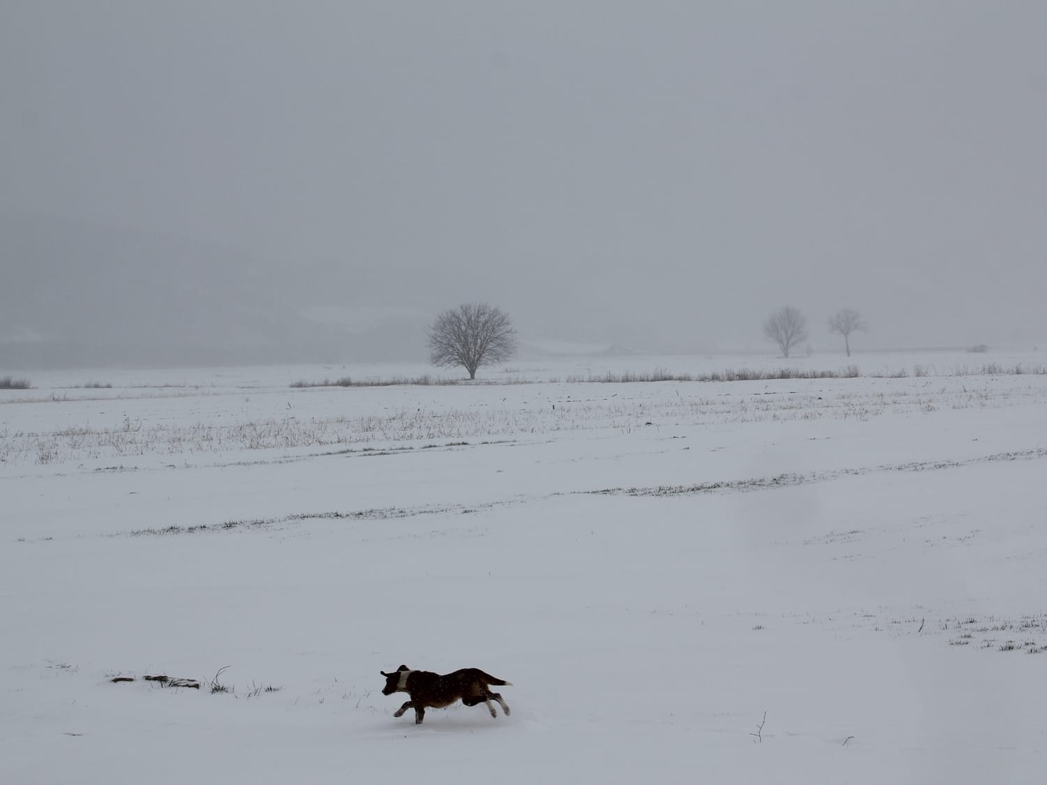 Elektrifikacija njiva mogućnost za smanjenje troškova poljoprivrednika 1 Polje Sarlince februar 2018 foto Bojana Antic