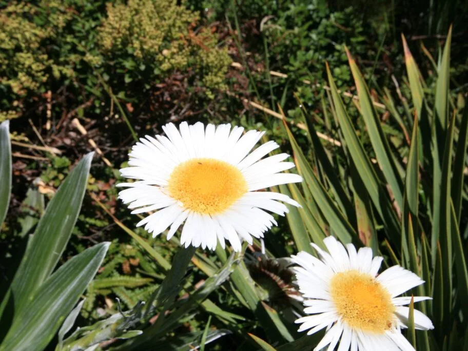 Kamilica foto Pxhere