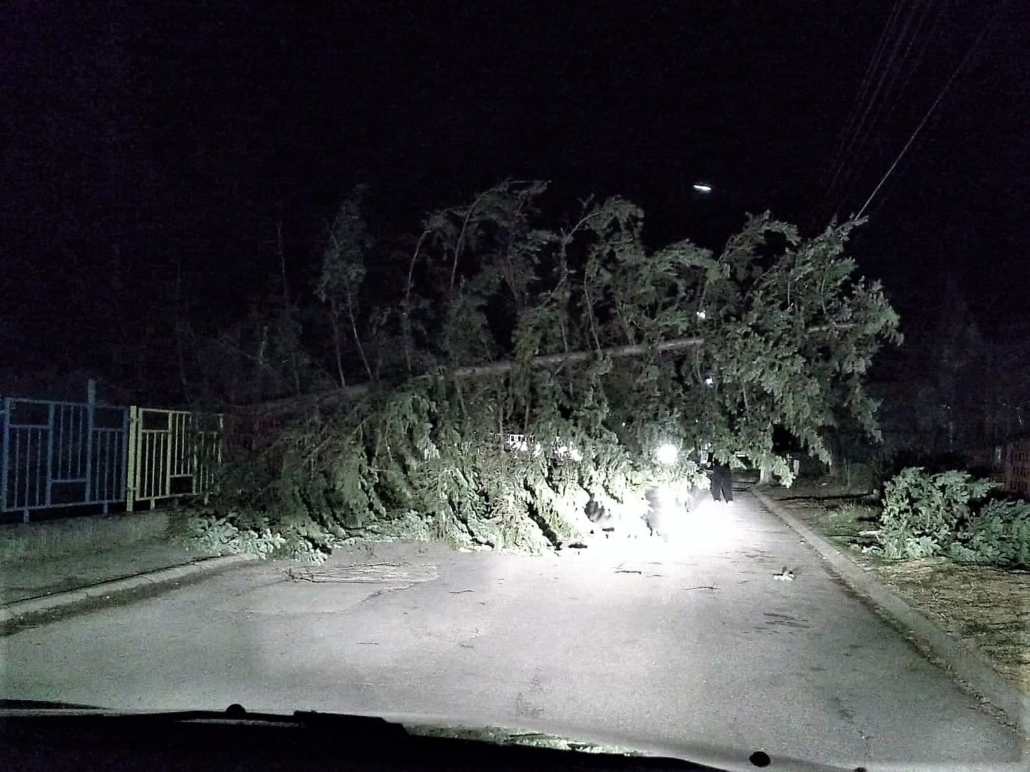 Jak vetar obara stabla u Svrljigu 1 oboren bor u vrticu svrljig foto d m