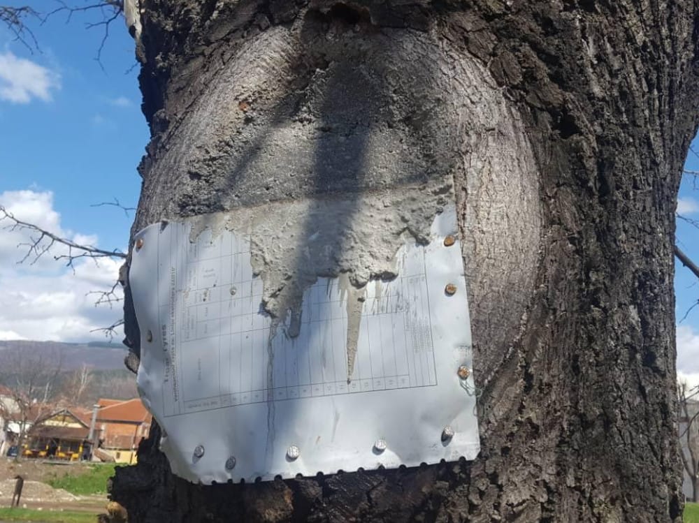 stablo pirot foto lj f