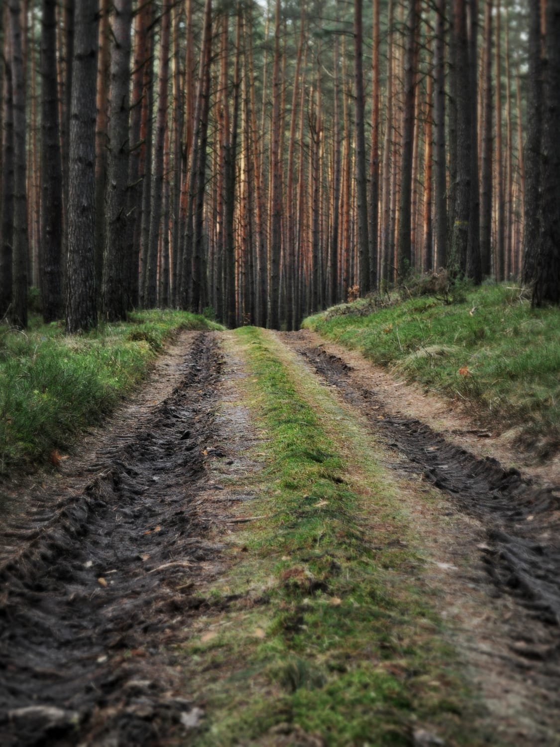 Sumski put foto flickr Rising Damp