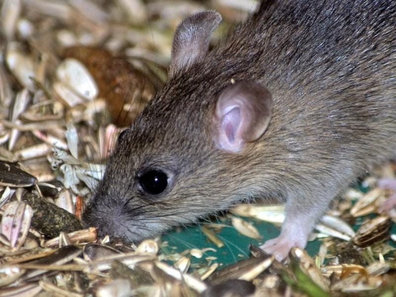 Postavljaju se otrovni mamci u šahtama po niškim opštinama 12 Mis foto flickr Berit Watkin