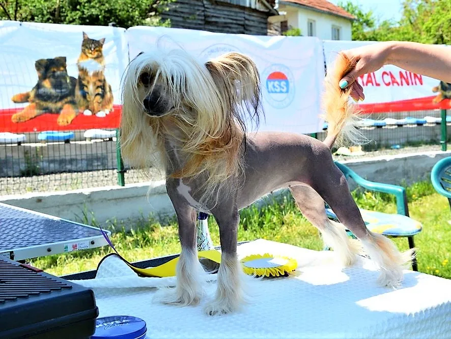 izlozba pasa foto aleksandar kostic