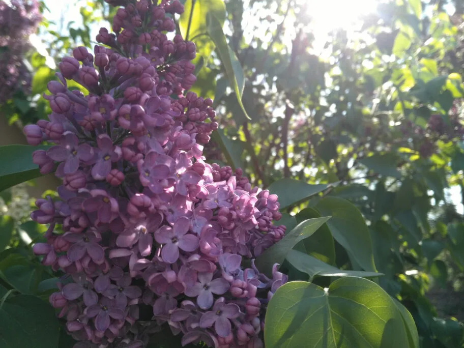 Dani jorgovana u Niškoj Banji 19 jorgovan2 foto a kostic