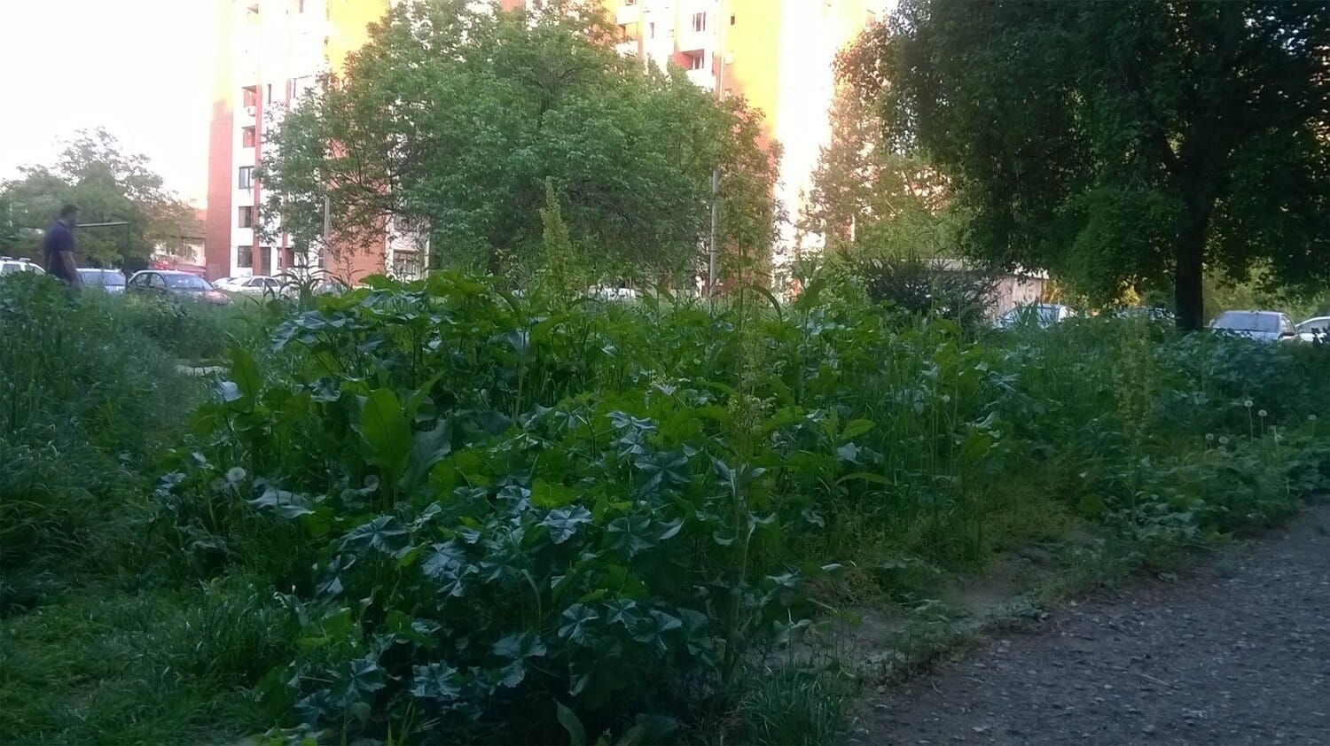 trava-vizantijski-foto-js