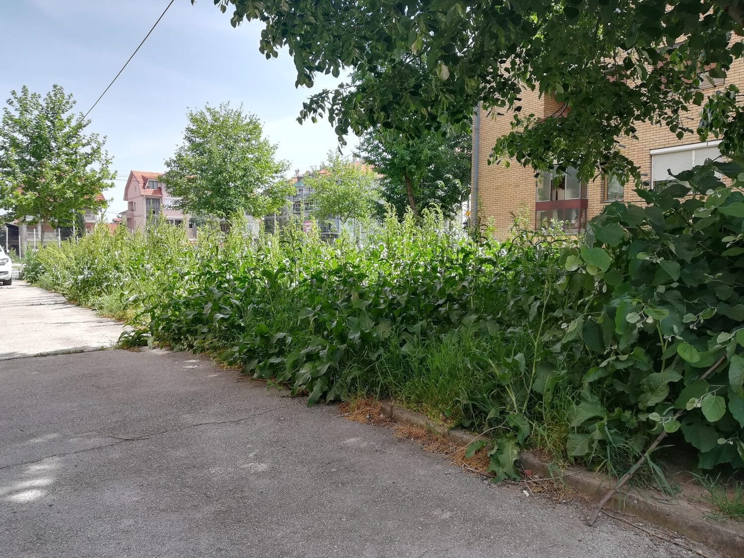 trava-bulevar2-foto-am