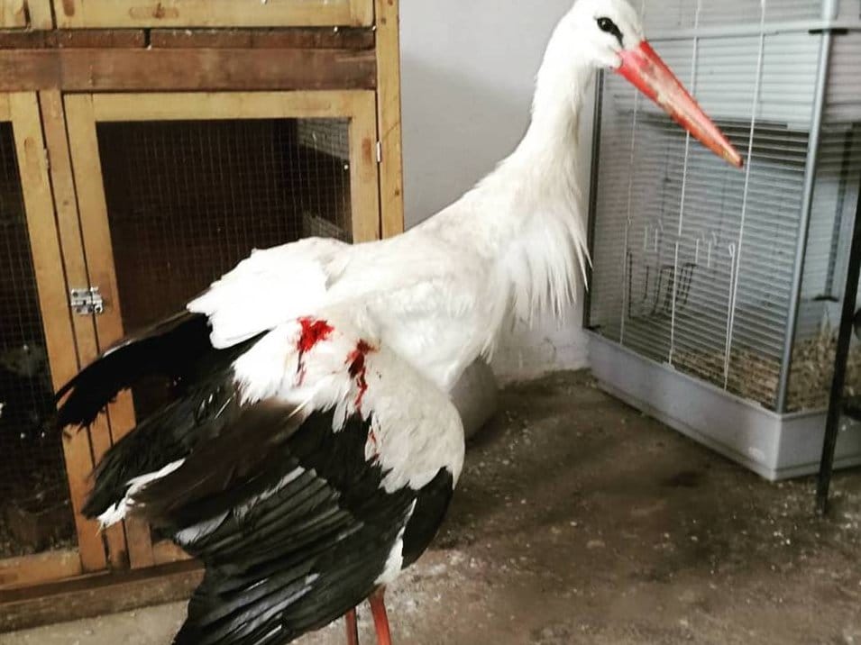 Ranjena roda foto Udruzenje Zoo planet