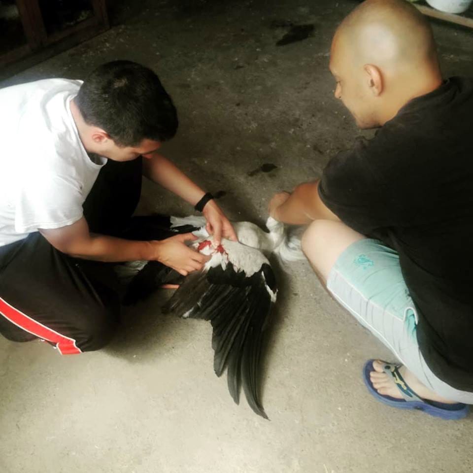 Roda ranjena foto Udruzenje Zoo planet