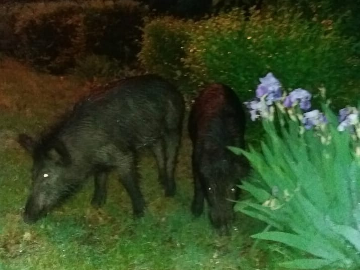 divlje svinje1 sicevo foto tv