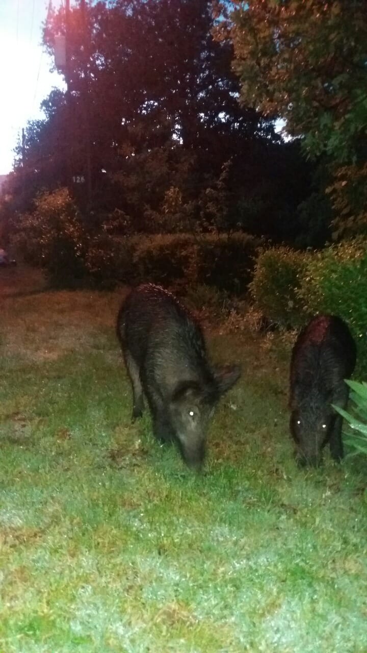 divlje svinje sicevo foto tv