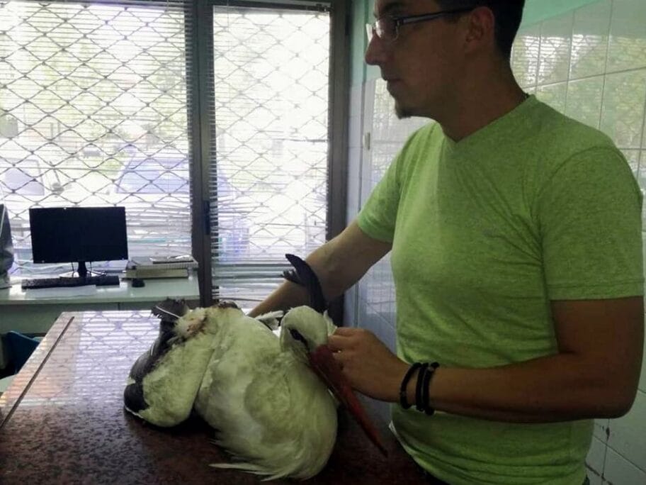 Operisana roda foto Udruzenje Zoo planet Nis