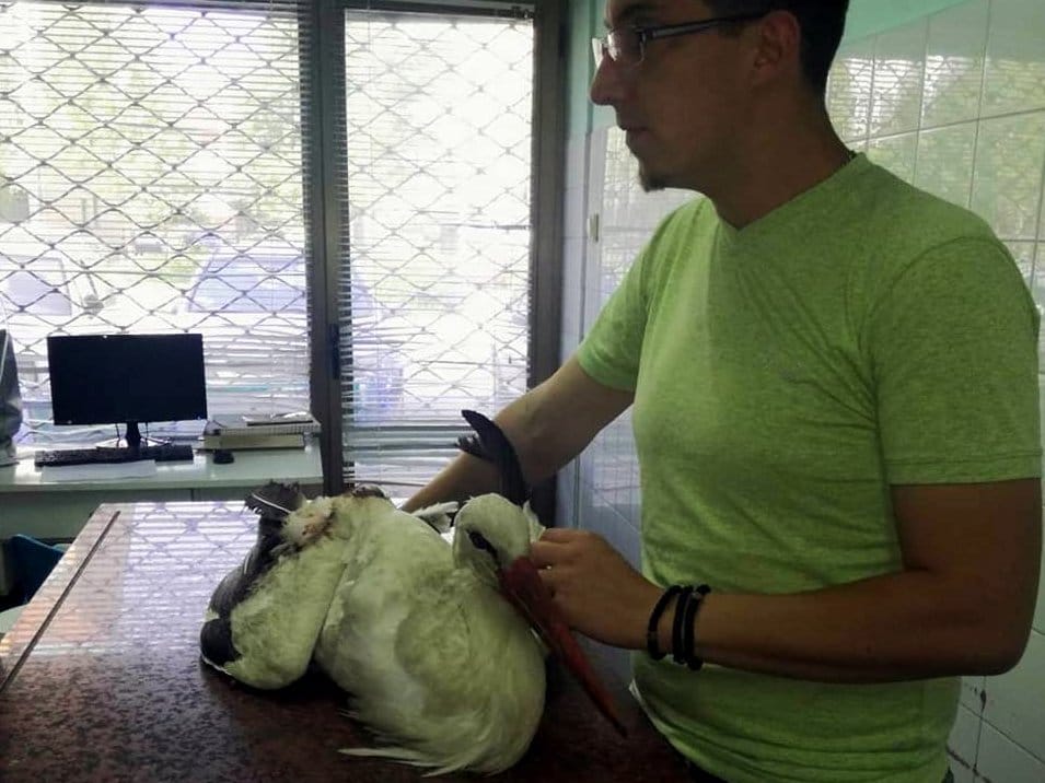 Operisana roda foto Udruzenje Zoo planet Nis