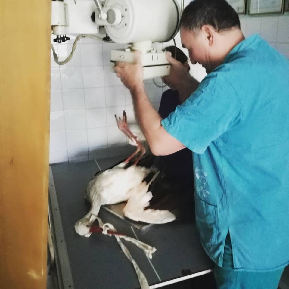 Roda operacija foto Udruzenje Zoo planet Nis