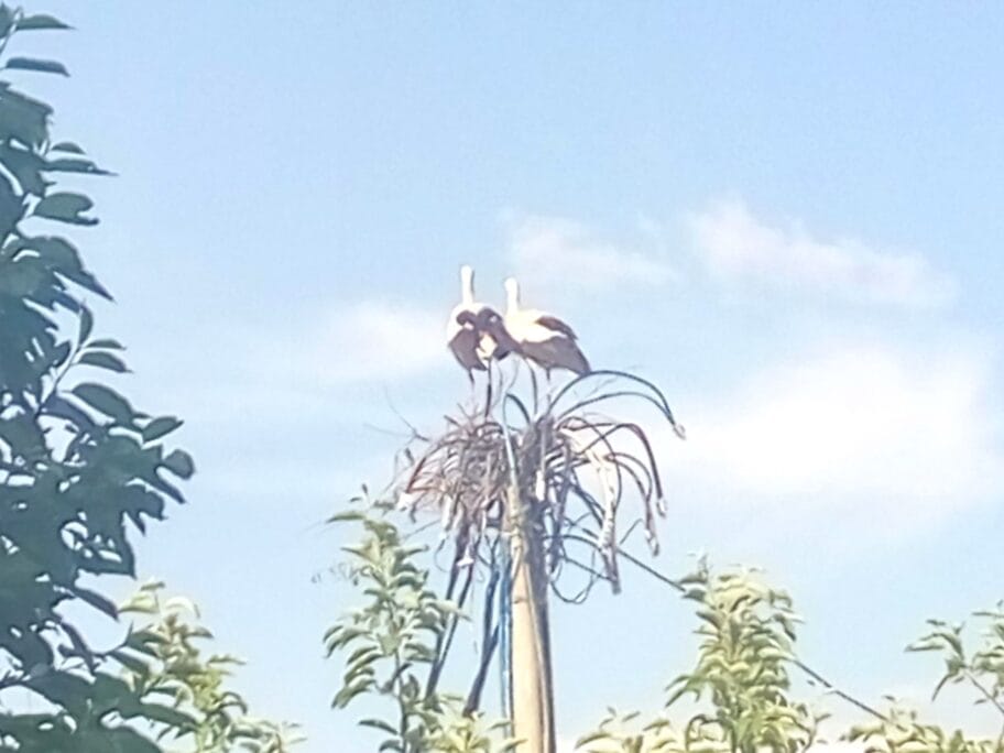 rode2 naselje zeneva scaled