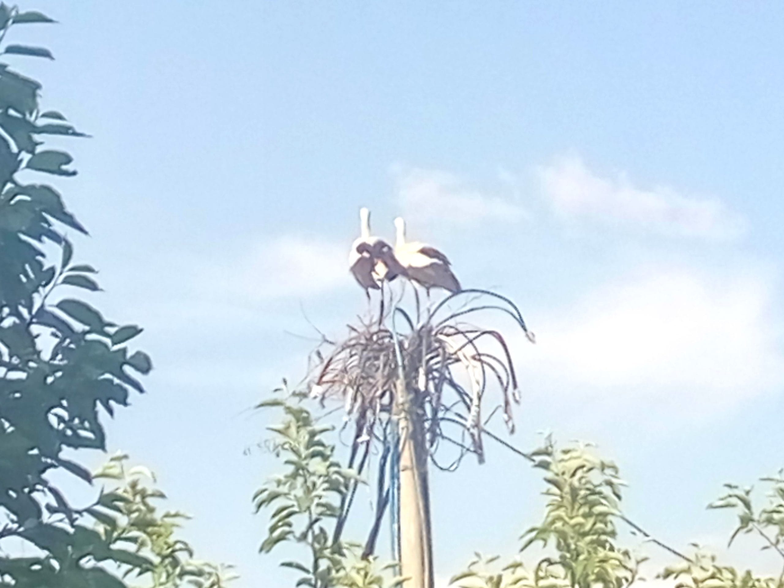 rode2 naselje zeneva scaled