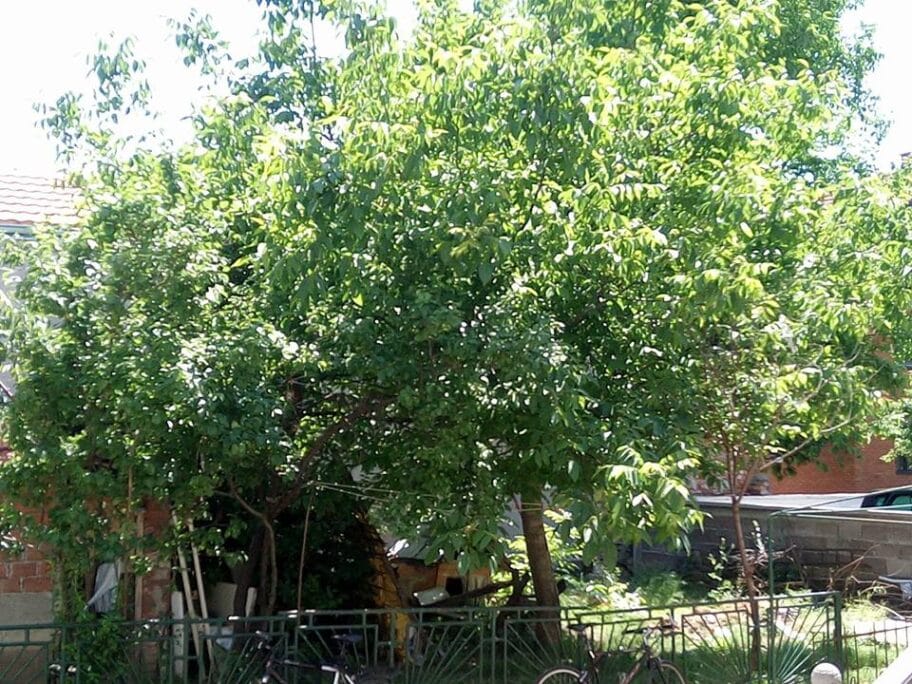 Suvo drveće i povijene grane prete prolaznicima u niškim naseljima 18 Drvo foto V M