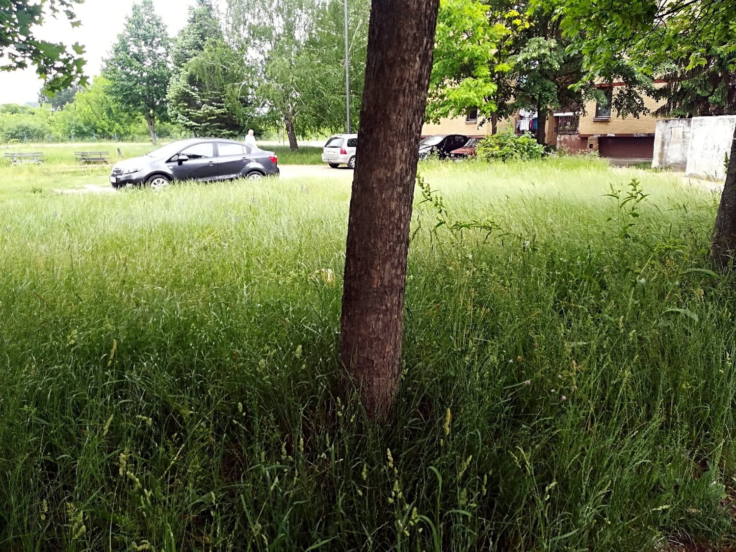 Trava Duvaniste foto citalac