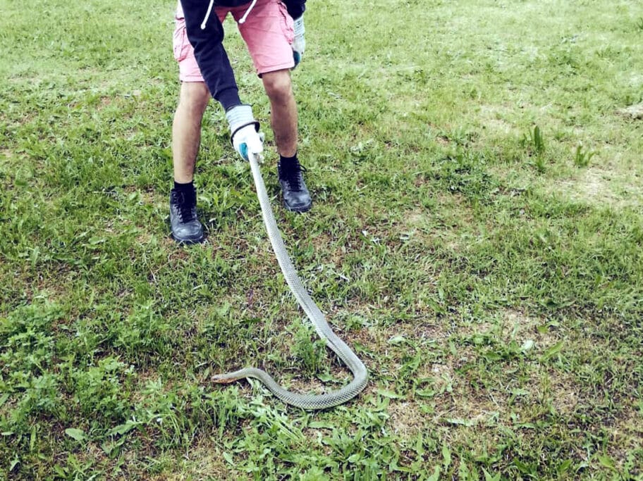 zmija foto zoo planet