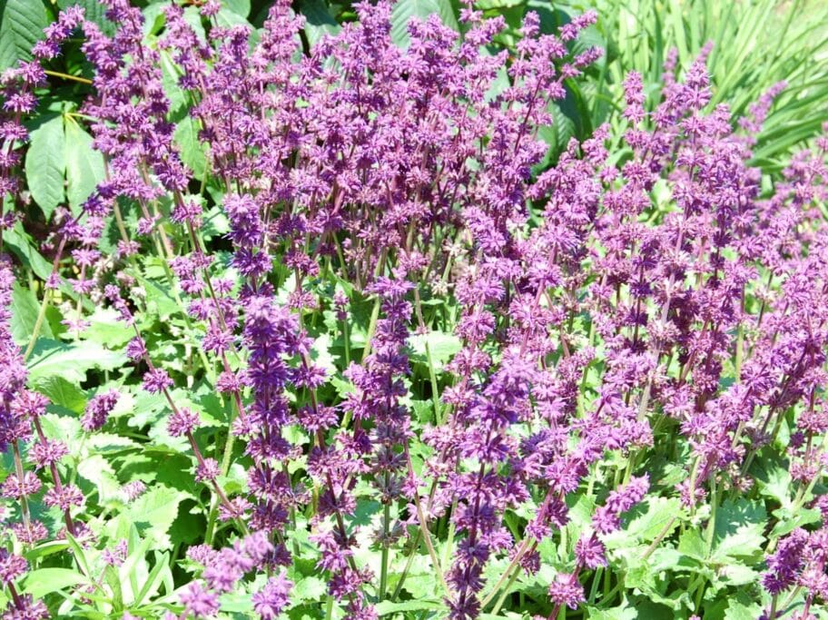 Zalfija foto flickr InAweofGodsCreation