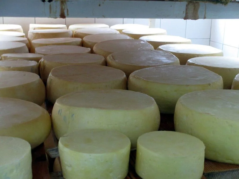 Nove nagrade za pirotski kačkavalj koji se pravi u Mlekarskoj školi 17 Pirotski kackavalj foto arhiva JV