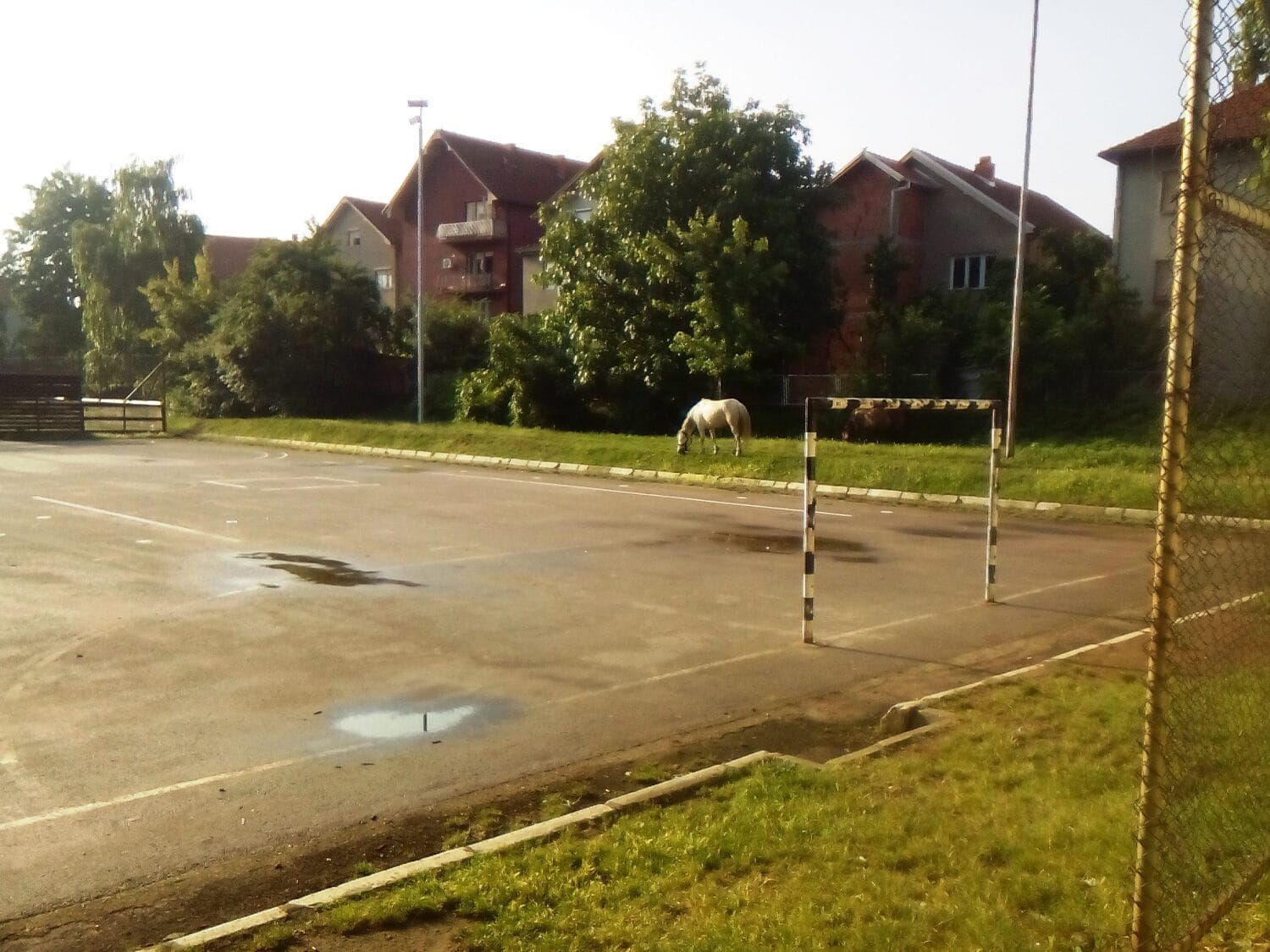 Konji-u-skolskom-dvoristu1;-foto-citalac