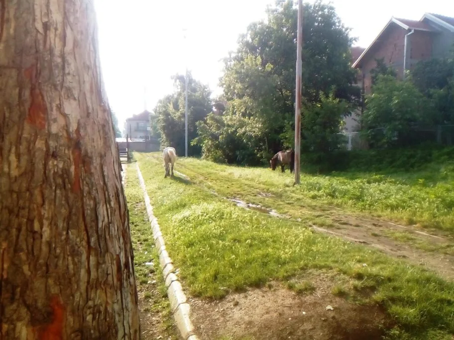 Konji u skolskom dvoristu2 foto citalac scaled