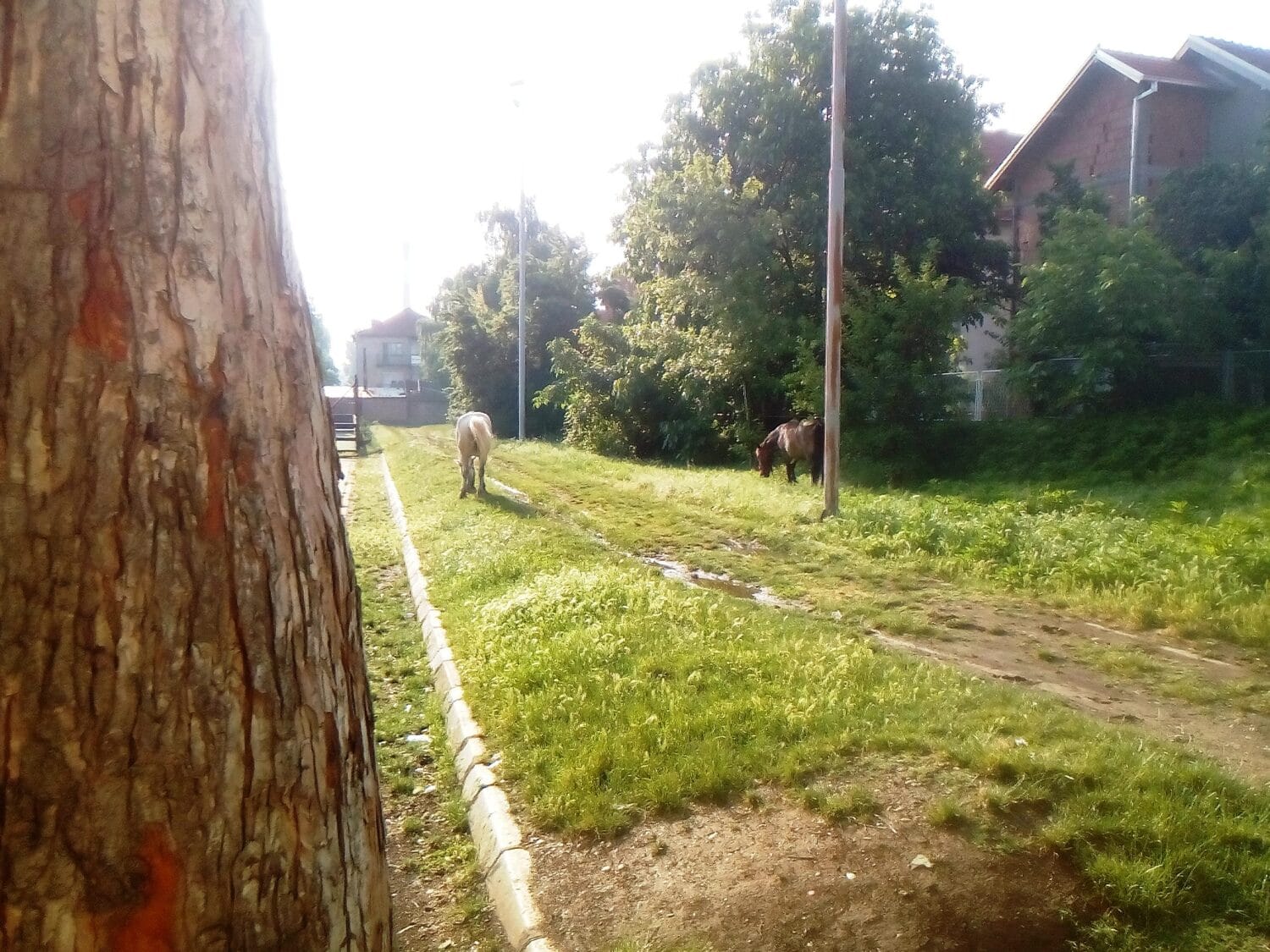 Konji u skolskom dvoristu2 foto citalac scaled