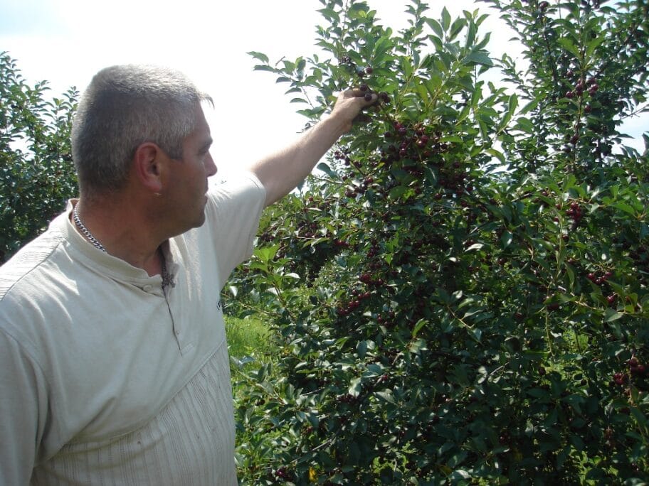 Prokupački višnjari nezadovoljni otkupnom cenom 19 dobar kvalitet oblacinske visnje