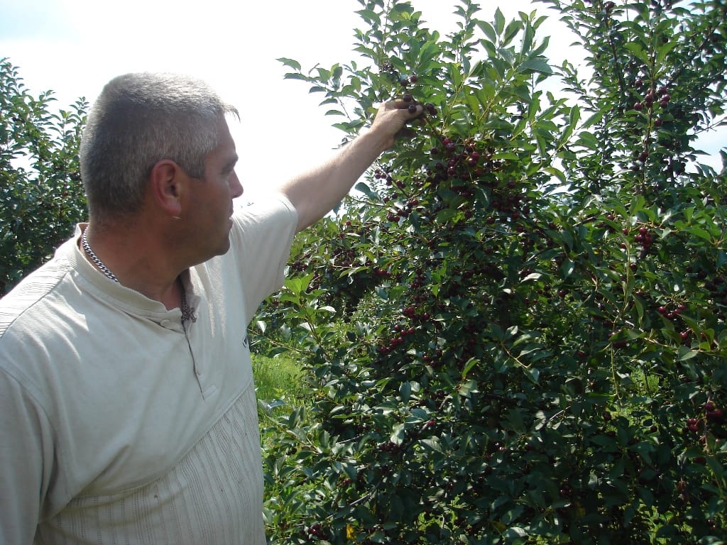 dobar kvalitet oblacinske visnje