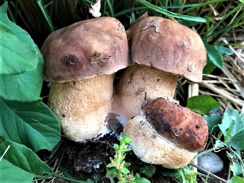 Izložba gljiva, lekovitog bilja i šumskih plodova nadomak Svrljiga 1 pecurke vrganj foto o r