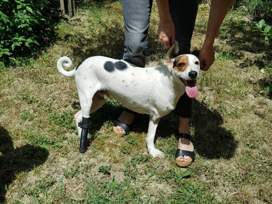 gasa pas proteza foto ja scaled