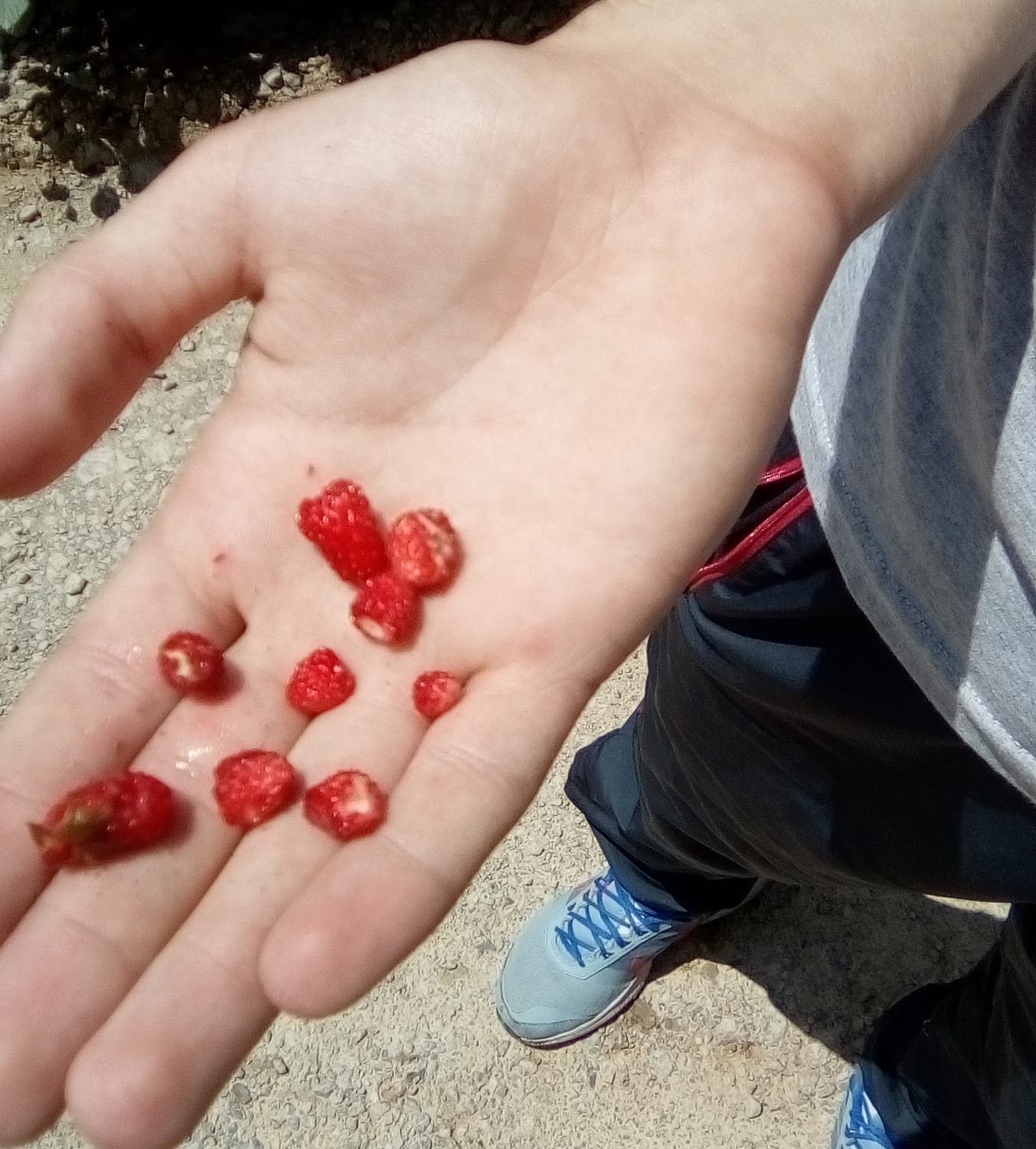 Divlje jagode nisu retkost na Staroj planini