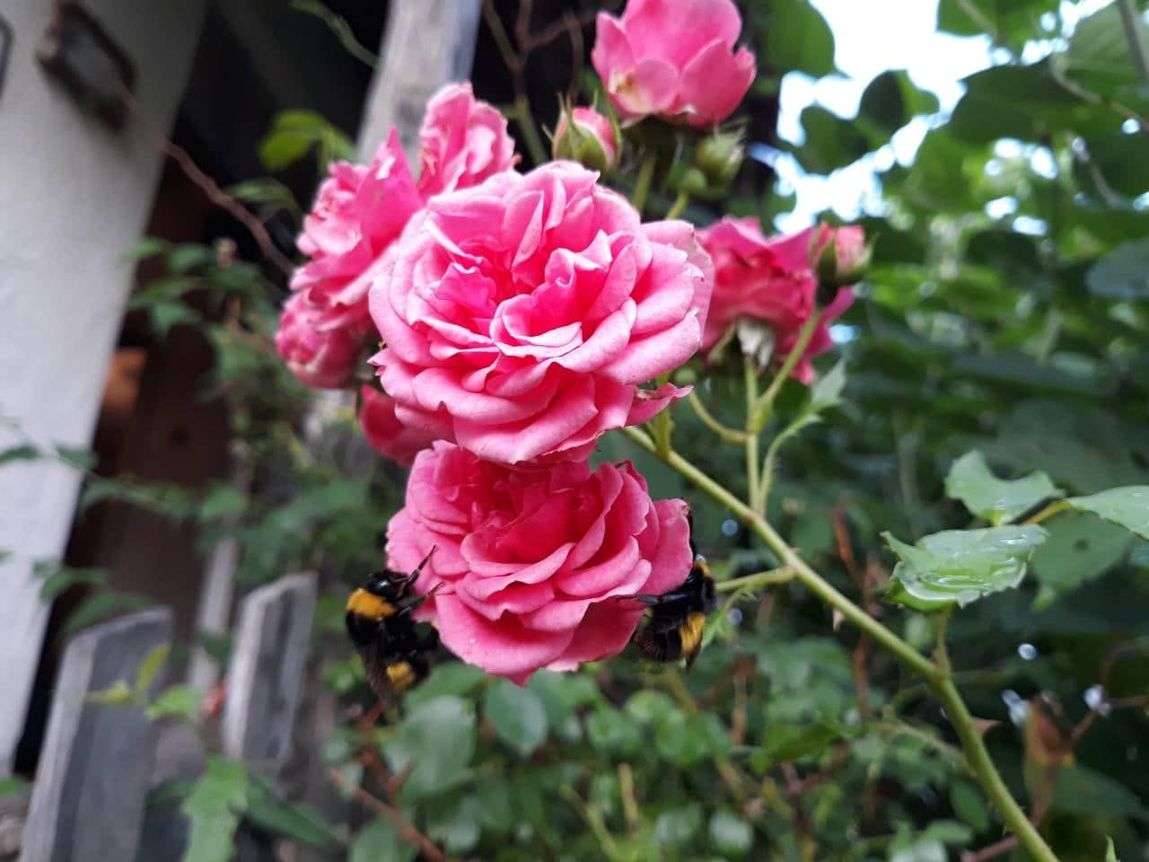 Besplatne radionice o cvećarstvu za Nišlijke 1 cvece foto vmilic