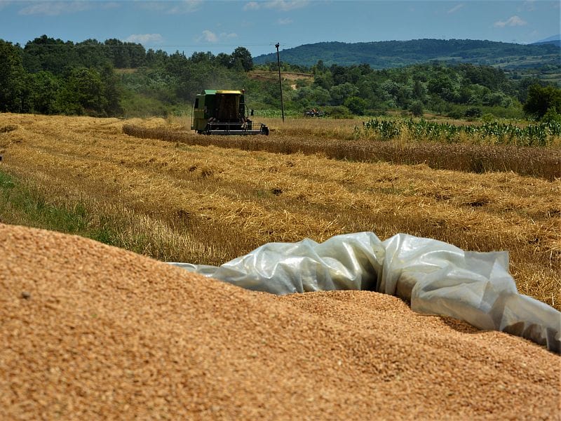 ito zetva ALEKSANDAR KOSTIC foto
